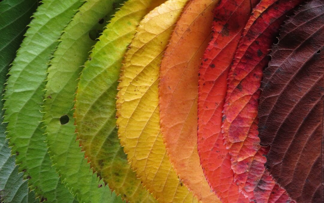 Season of Transition