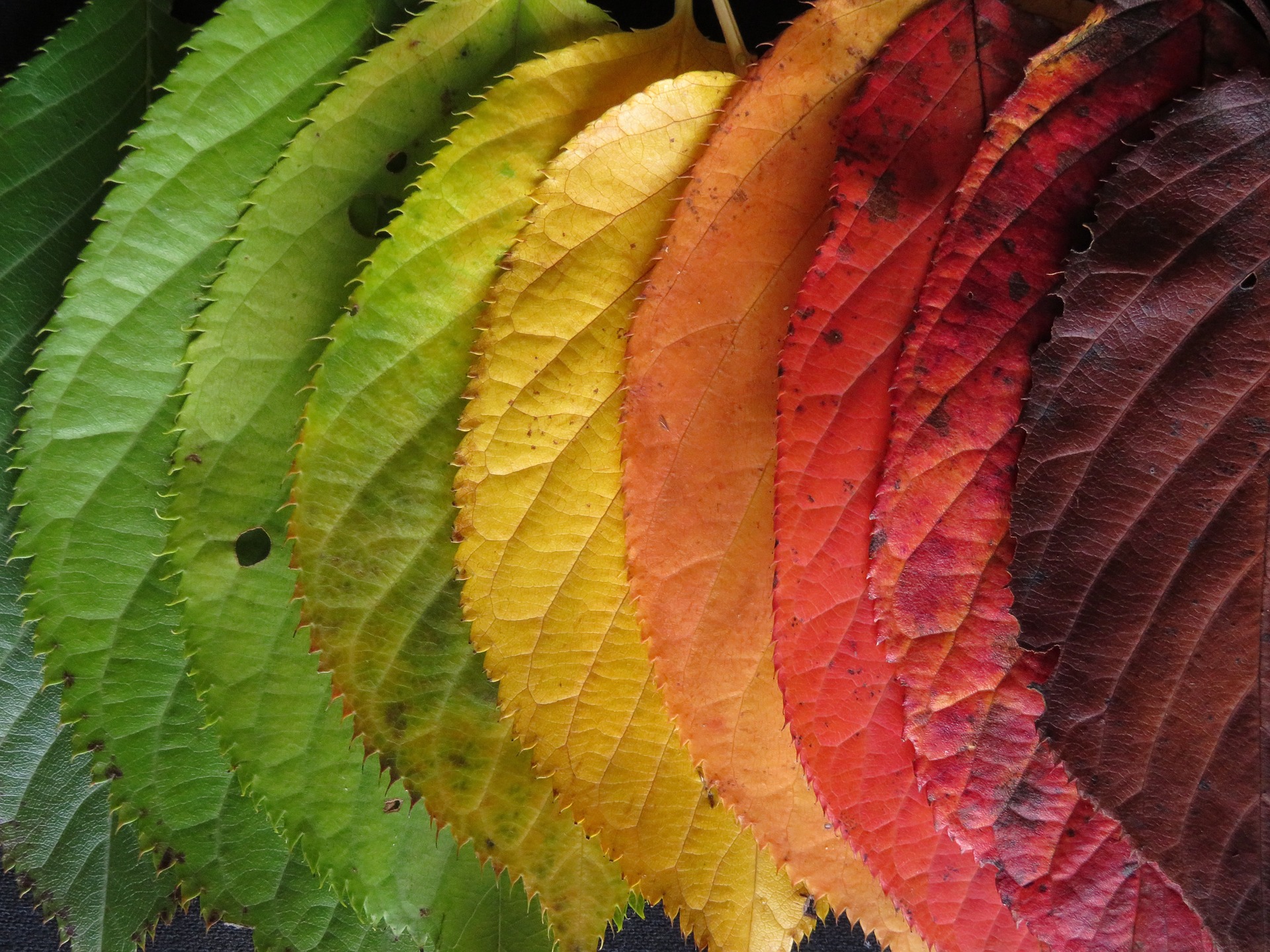 Season of Transition