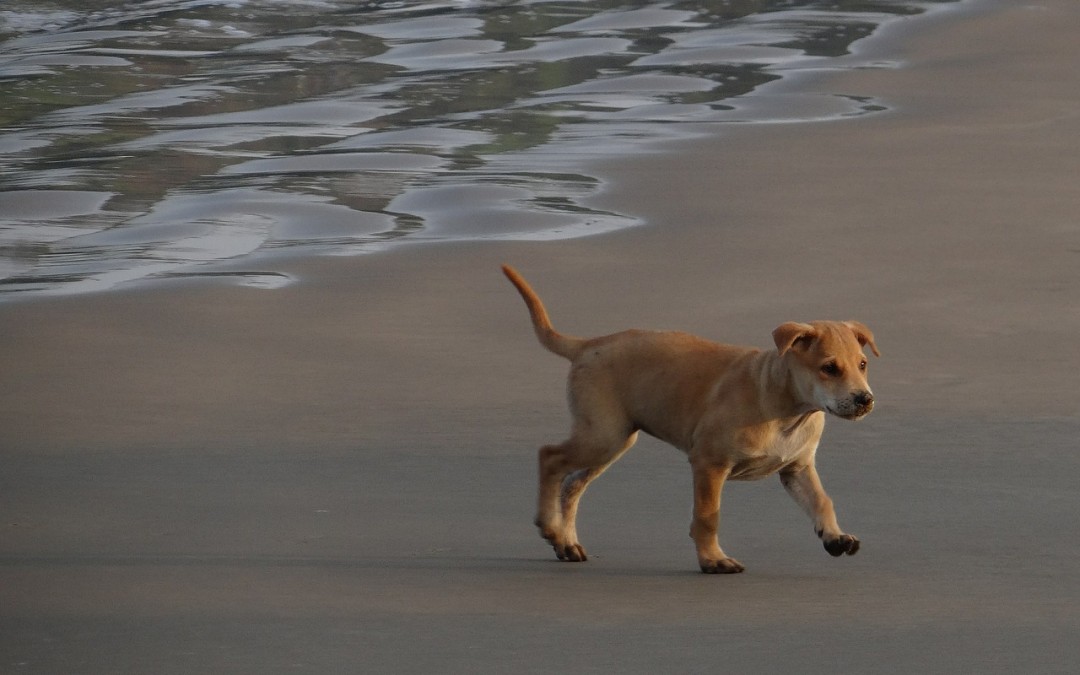 Welcome Ruby Sunshine: Healing Separation Anxiety